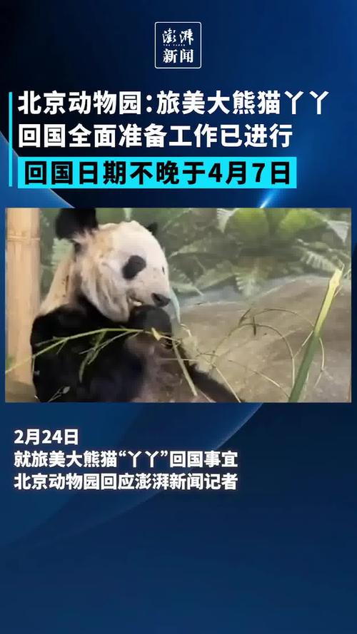 2025澳门天天开好彩大全开奖记录和4旅日大熊猫将回国与旅日20年熊猫将回国 视频