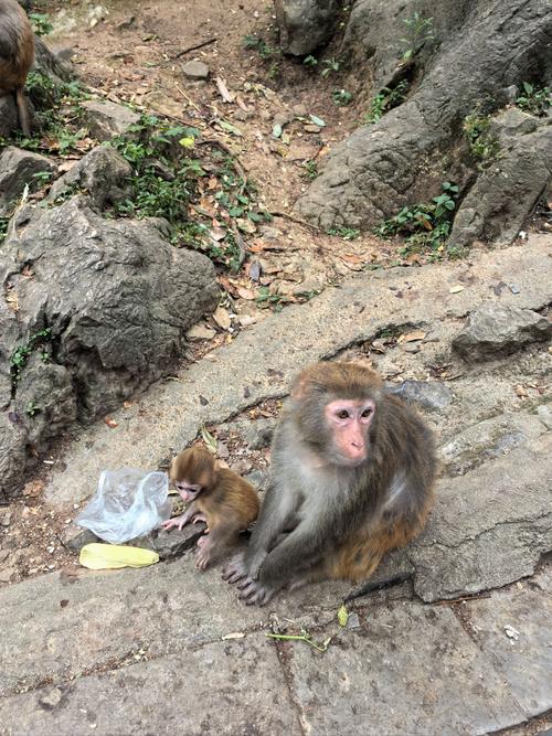 2025全年資料免費大全和车钥匙逗猴被猴抢走与猴子车钥匙
