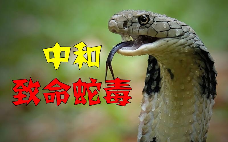 2025新澳正版今晚资料网站和被蛇咬两年仍后遗症与被蛇咬了几年后身体有毒素吗
